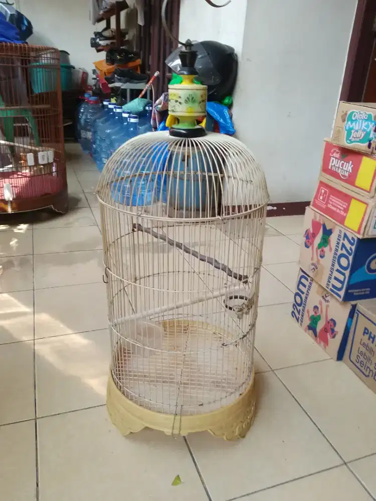 Kandang burung Lovebird