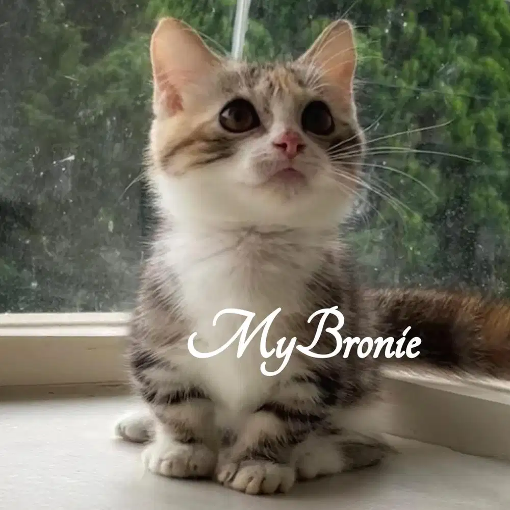 Kucing munchkin british shorthair betina