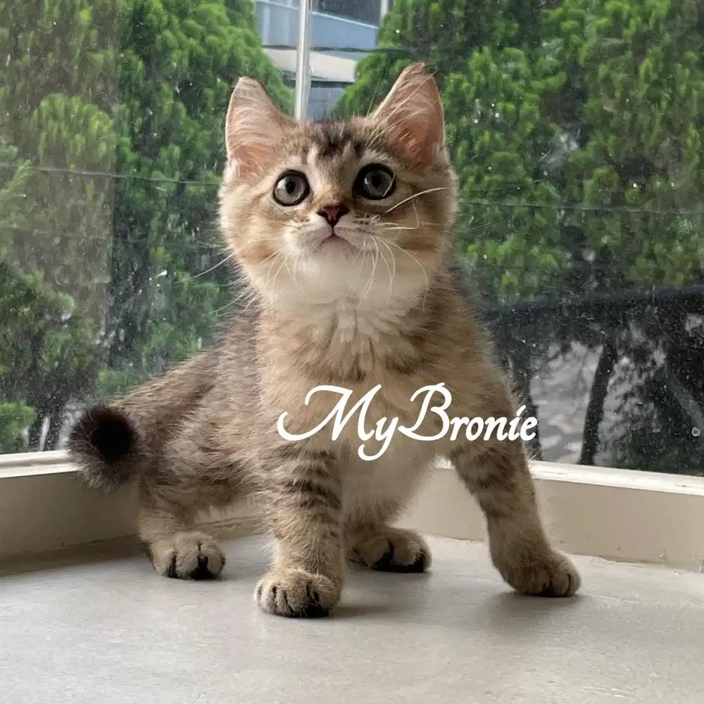 Kucing british shorthair jantan