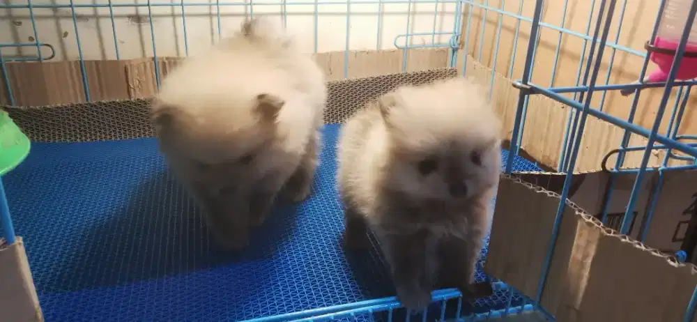 OB Minipom Stb Perkin Vaksin
