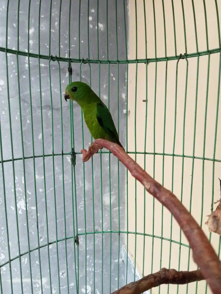 Burung sumatera mini gacoran