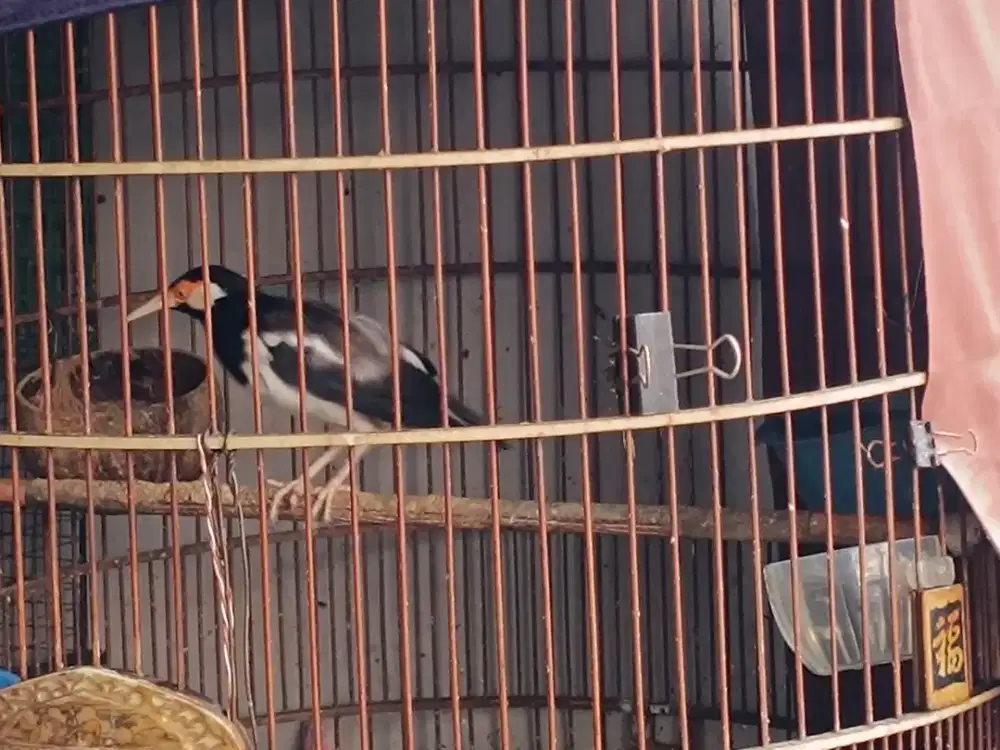 Jalak suren dan love bird