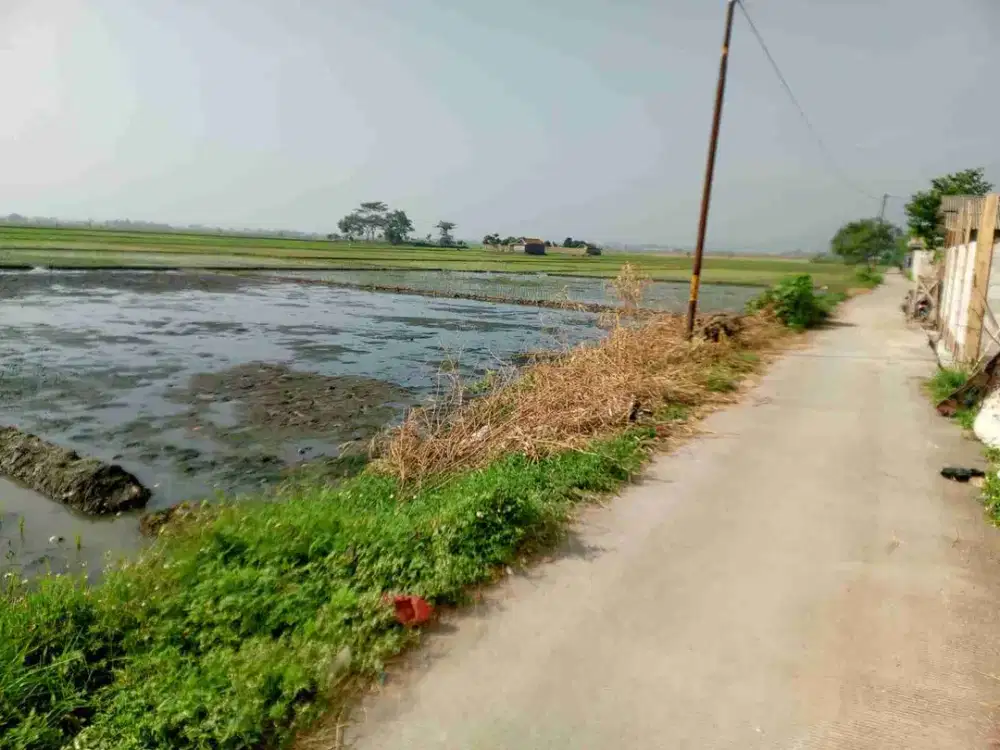 Sawah murah Produktif