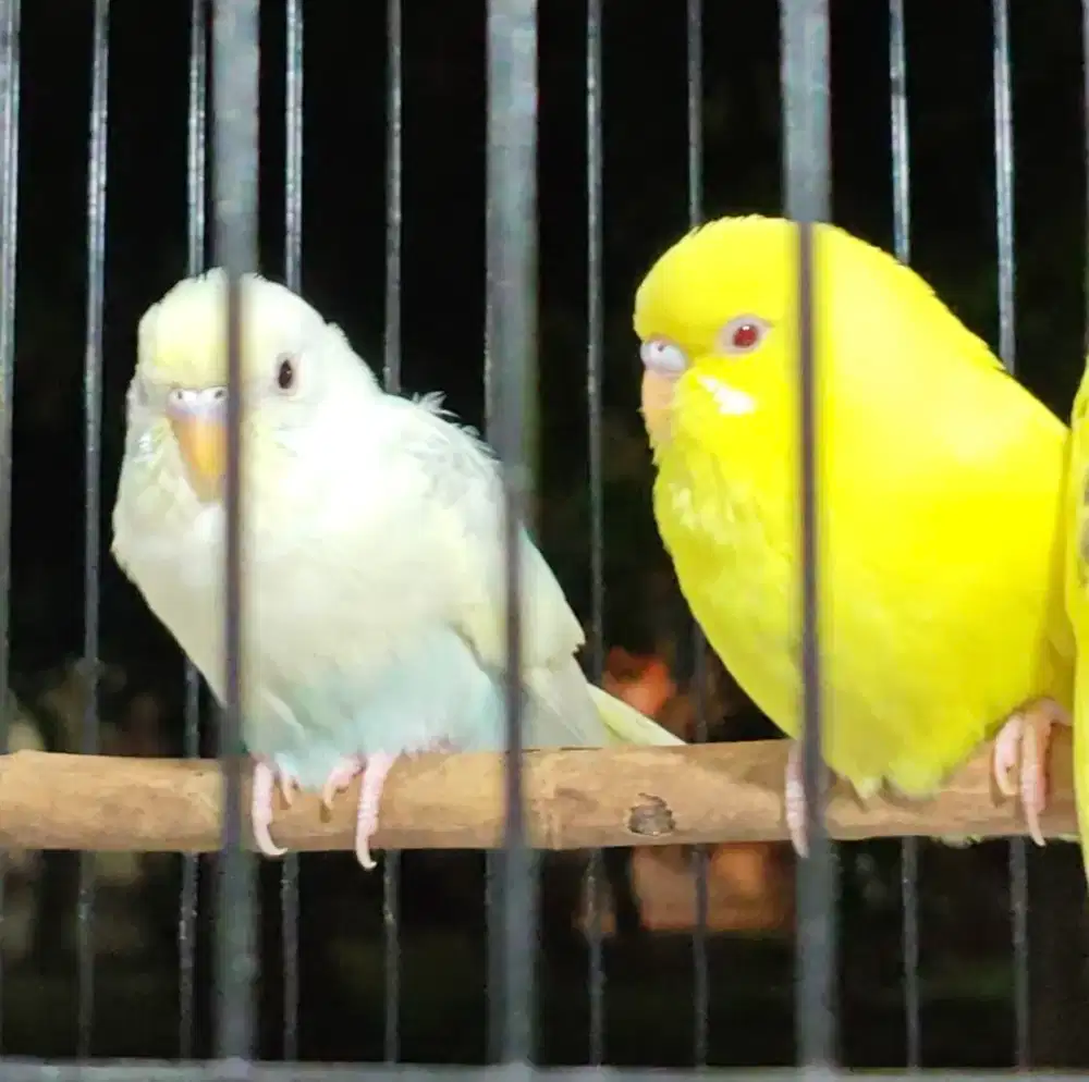 Parkit Albino dan Lutino ( mata merah) no minus