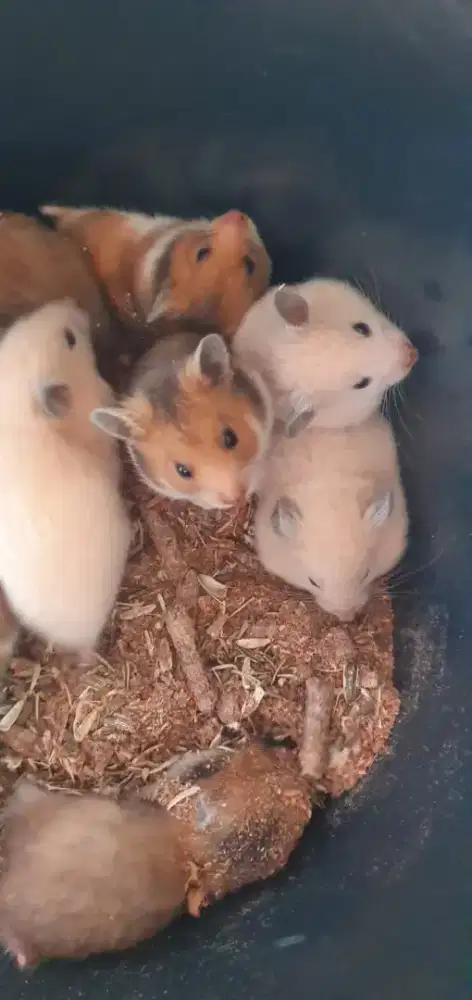 Jual Hamster Syrian Dan Hamster Winter.