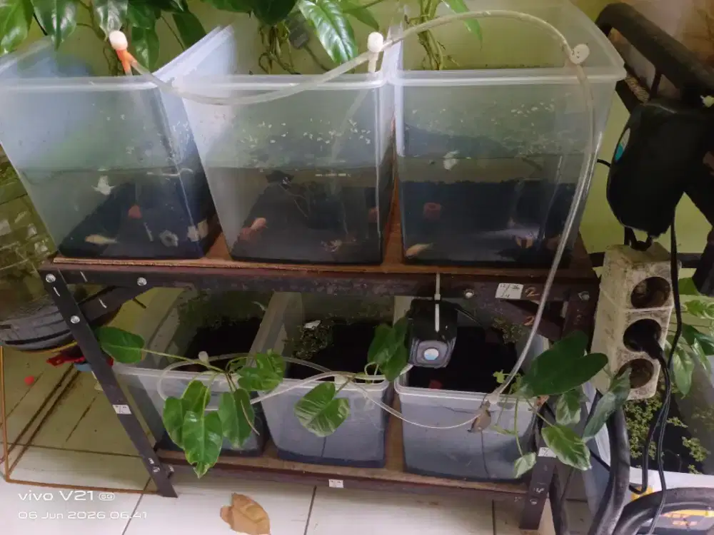 Dijual rak aquarium ukuran 60x30