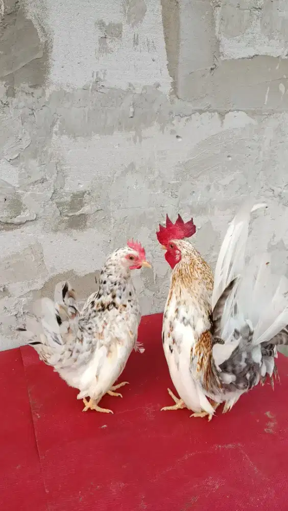 ayam kate serama blorok dewasa
