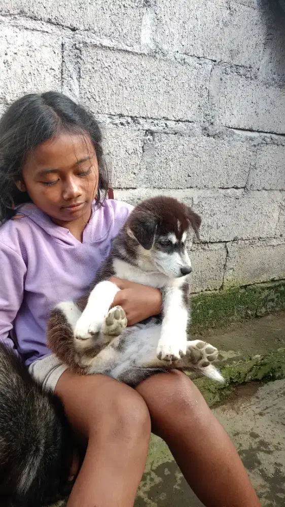Anakan Husky  jantan dijual umur 3bulan