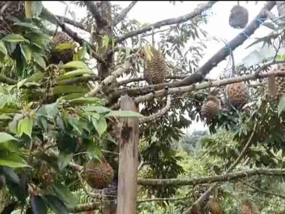 Di jual kebun durian dan Alpukat produktip.setiap musim sllalu berbuah sudah menghasilkan cuan.