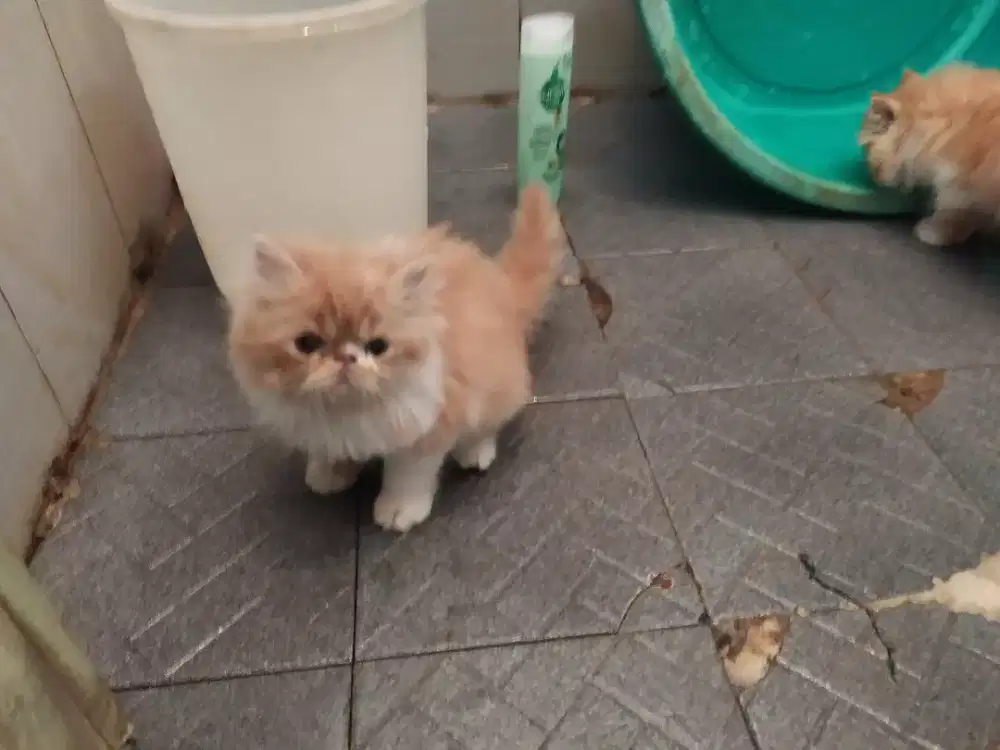 Siap Adopsi Anakan  Piknos sehat dan gemoy