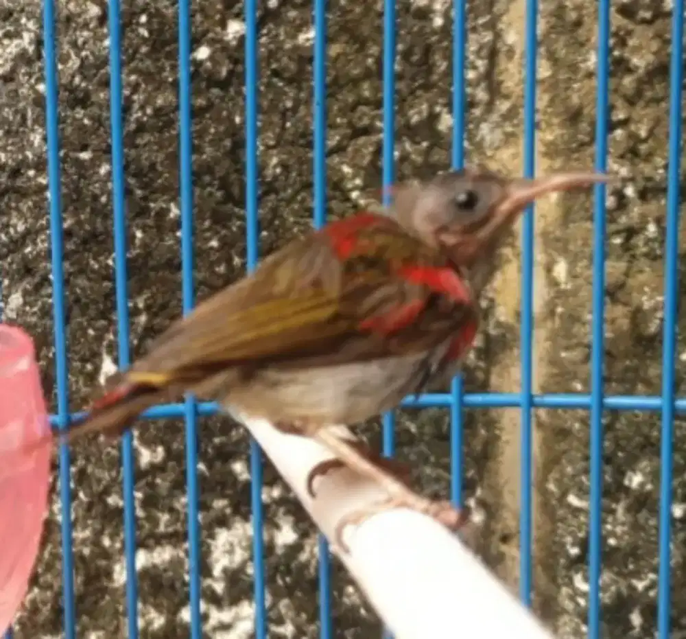 Trotolan kolibri sp raja rawatan