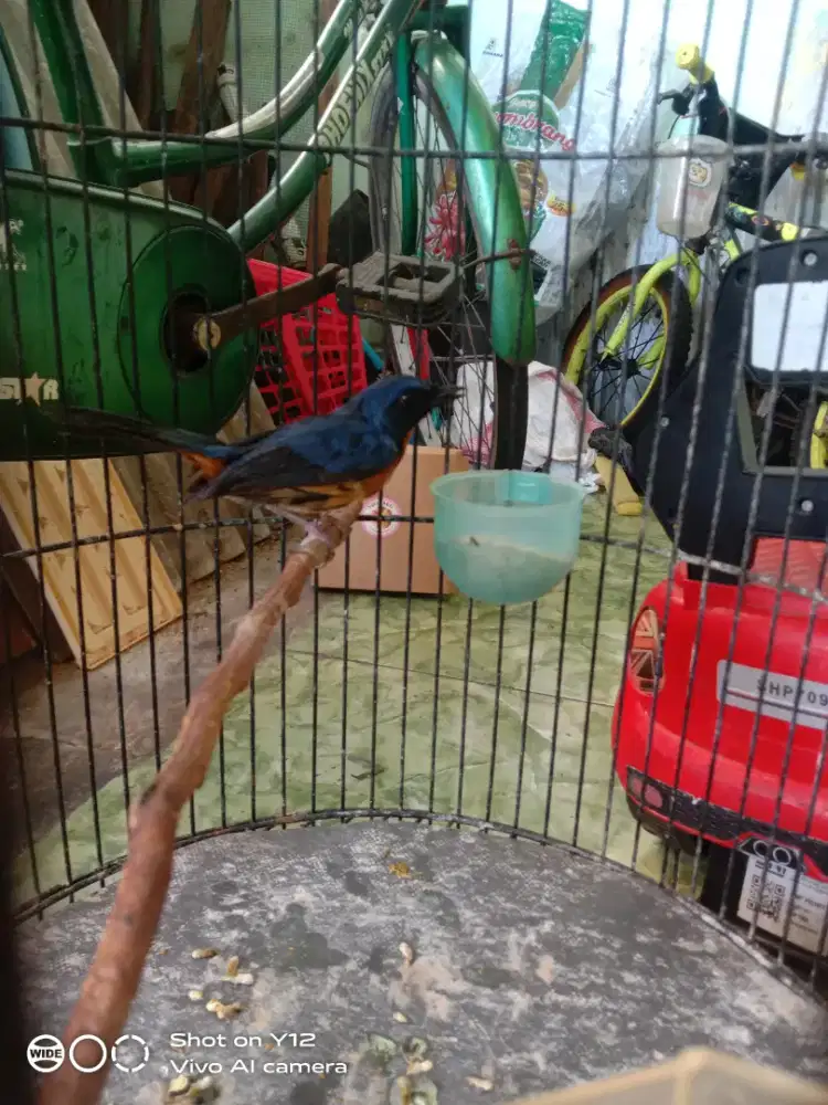jual burung tldekan bakau jantan bunyi udh makan pur total