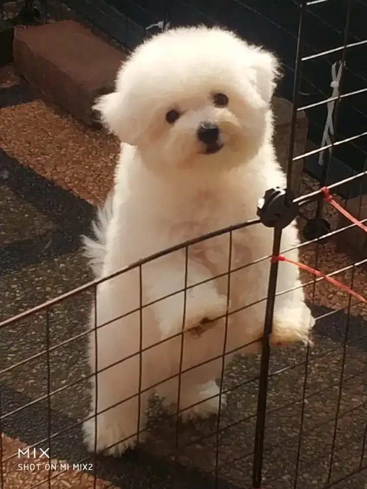 Anakan Bichon frise Lucu
