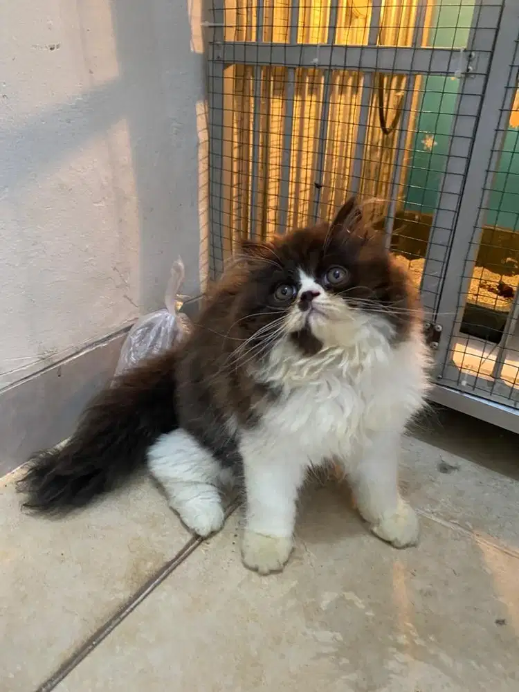 Jual kucing ragdoll mix scottish