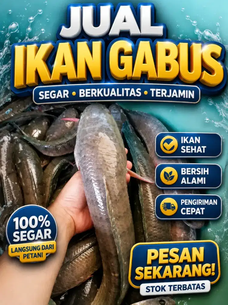 Promosi ikan gabus segar