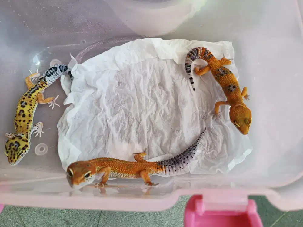 Anakan Gecko masih belum imut imut