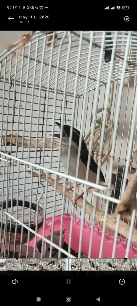 Burung paling susah bunyi dan jarang ,CENDET KEMBANG