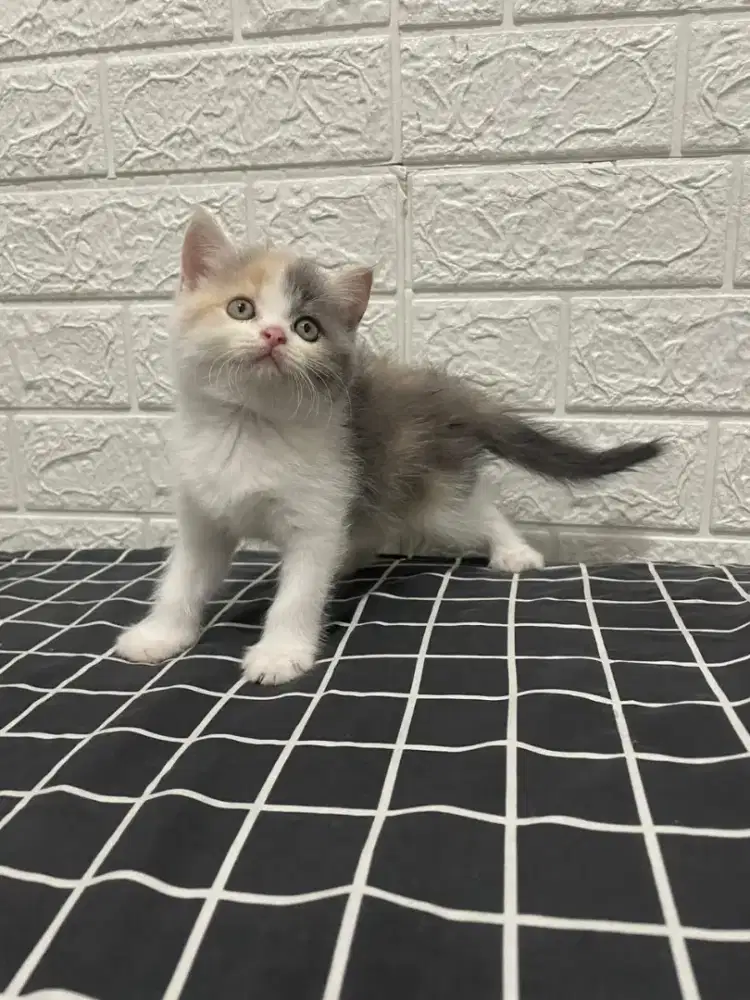 Bsh ns kitten blh x munchkin bsh