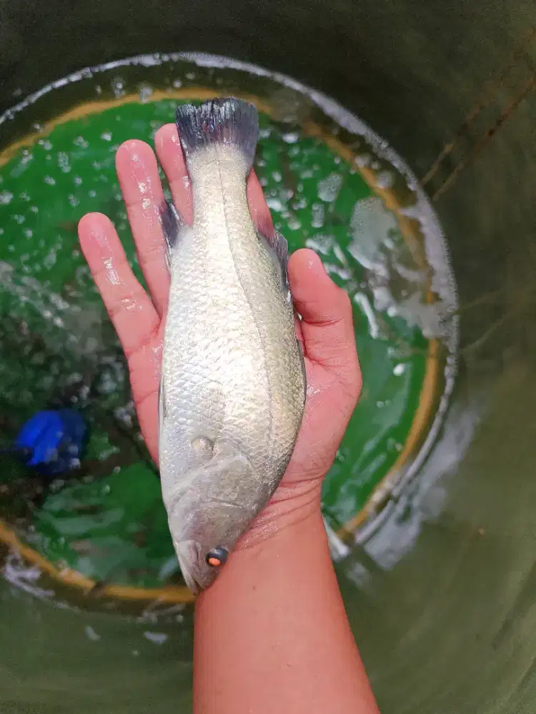 Ikan Cukil Air Tawar