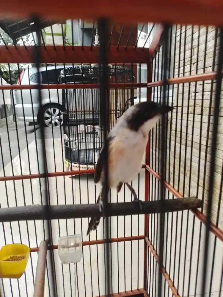 Pentet jatim rajin