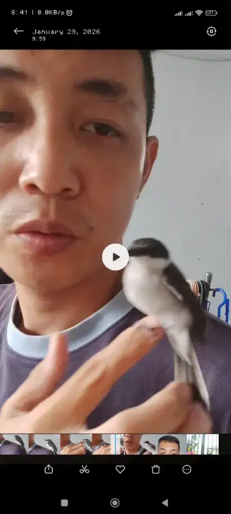 Jinjing batu jinak, disiul respon bunyi