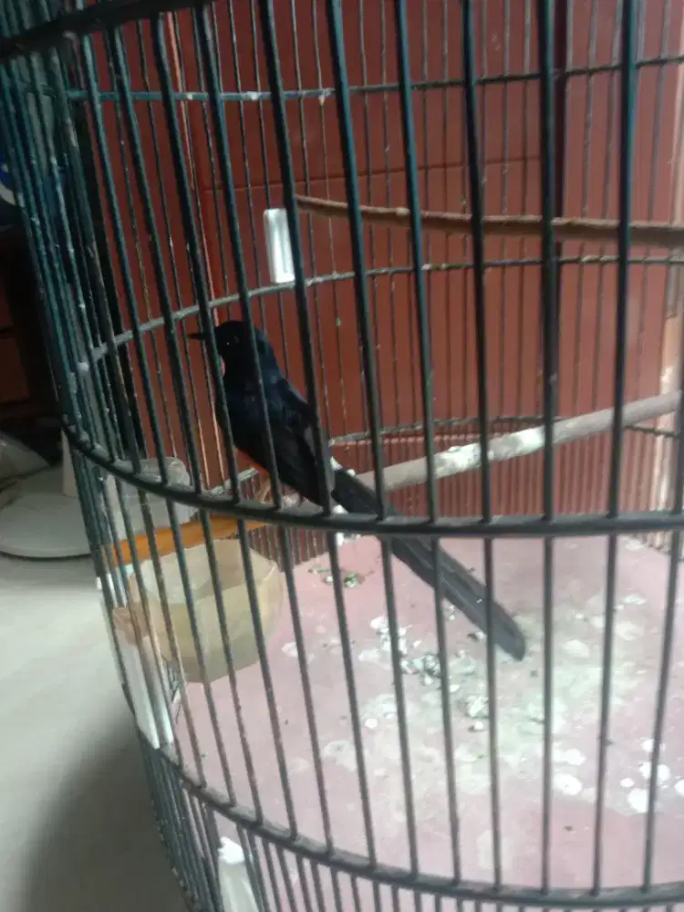 Murai hutan dewasa hari an bunyi ful set