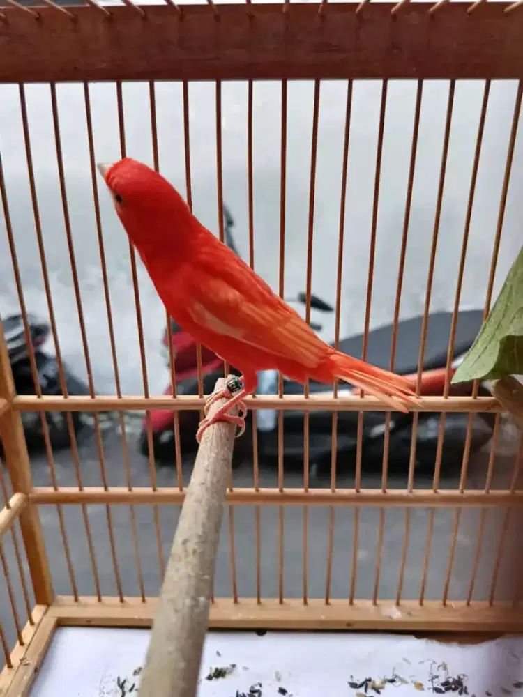 Kenari merlok jantan gacor