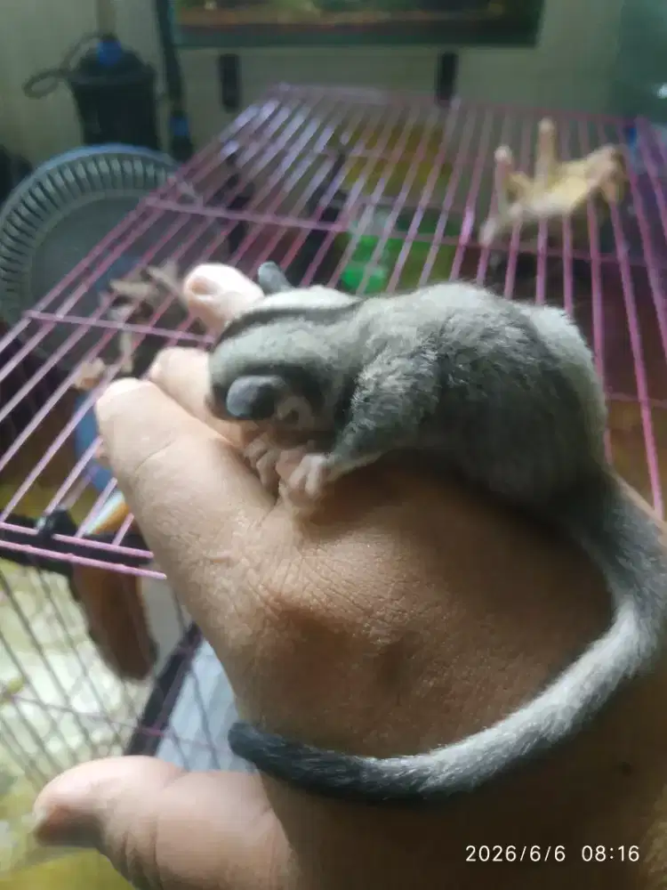 Sugar glider joe grey jantan