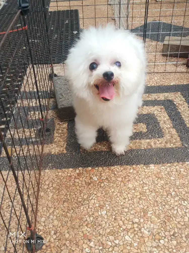 Jual Indukan Mini Bichon frise