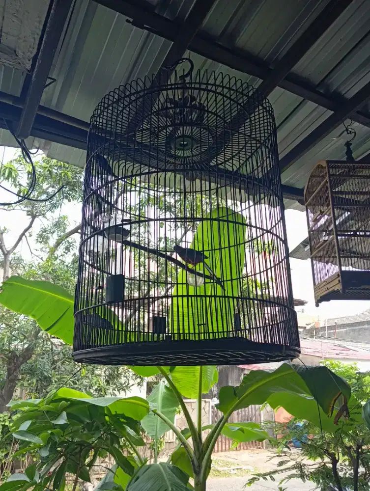 Murai batu Muda Hutan Rawatan