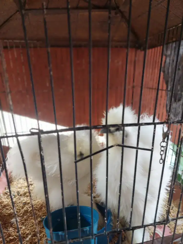 Ayam amerikan shilkie dewasa