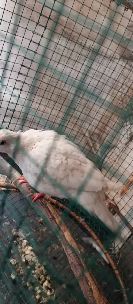 Tekukur putih polos umur 3 bulan trah 2x2