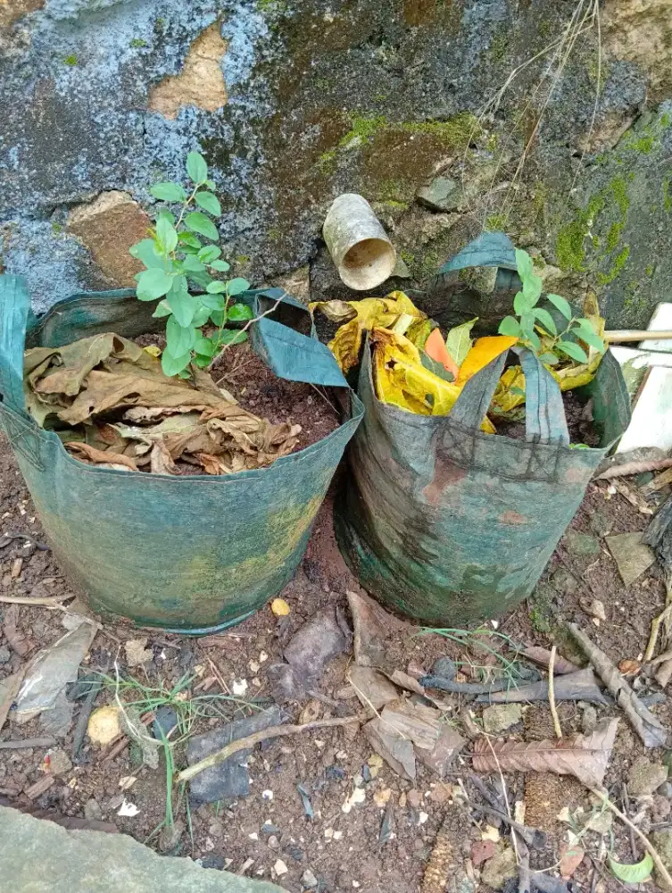 Tanaman Daun Bidara Arab di Planter Bag Siap Tumbuh Lebih besar