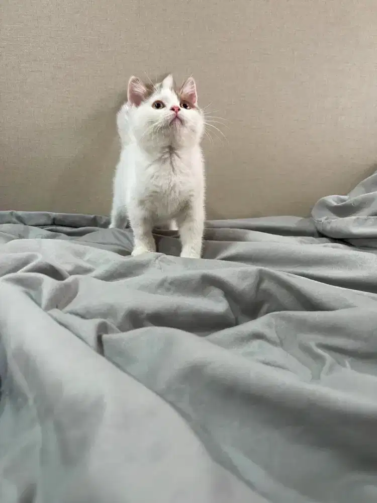 BSH British Shorthair Van Cinnamon Jantan Anakan Import