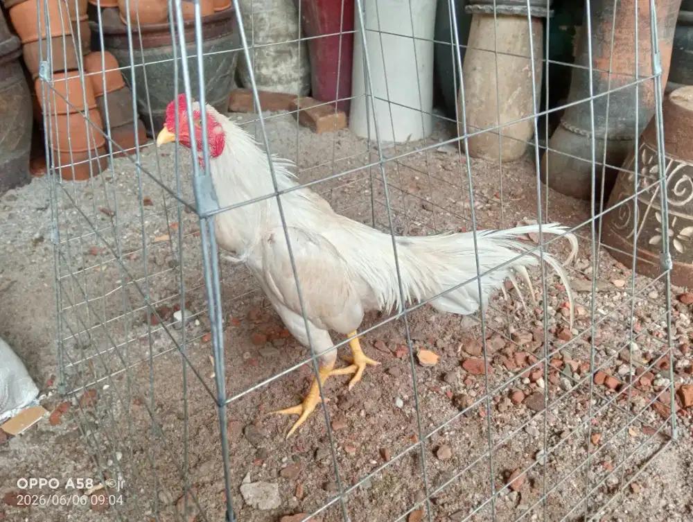 Ayam Bangkok putih