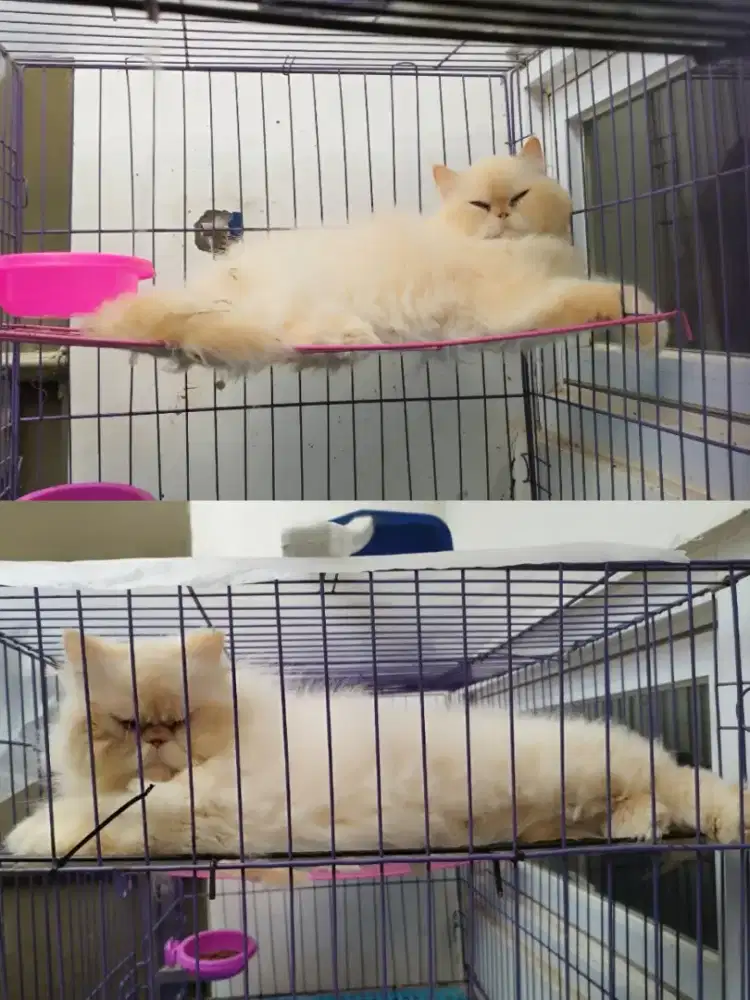 PEAKNOSE BETINA EDISI PENSIUN