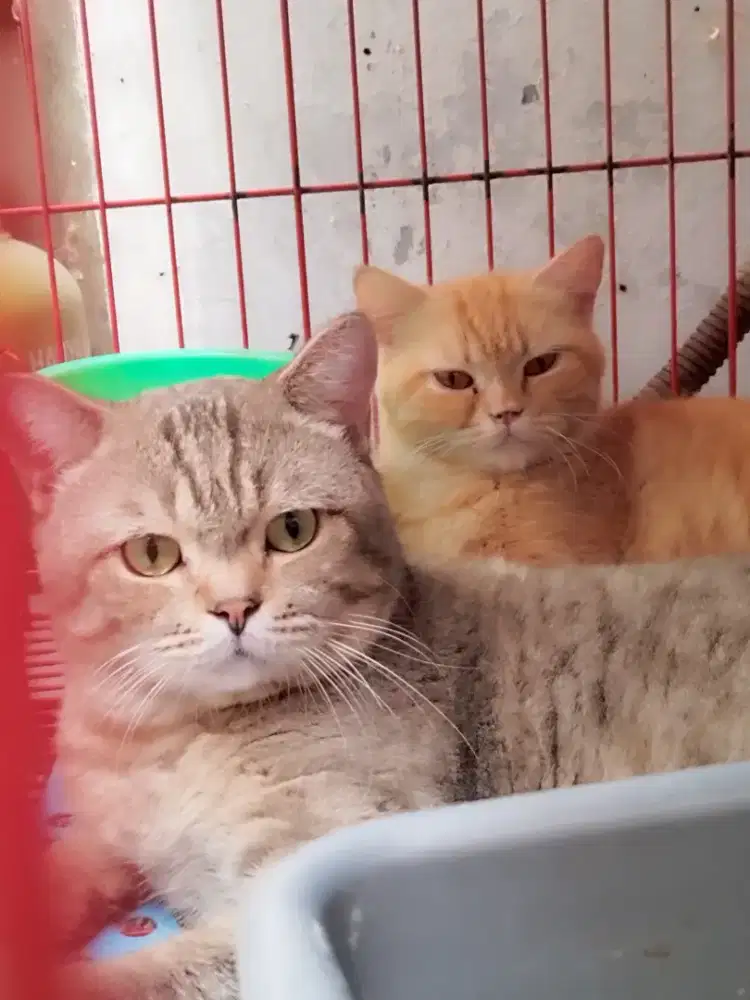 BSH SEJODO EDISI SIBUK
