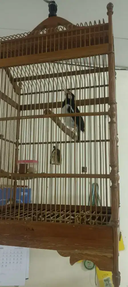 Jalak suren gacor sama kandang sangkar