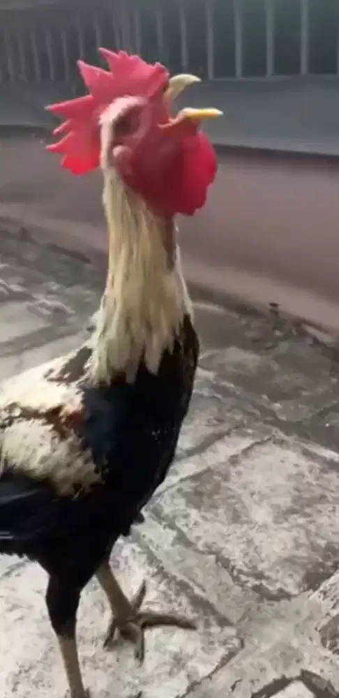 Ayam pelung sudah kokok panjang usia baru 7 bulan