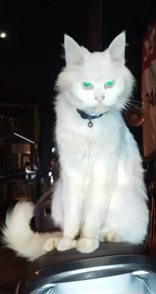 KUCING JANTAN MAINECOON MIX