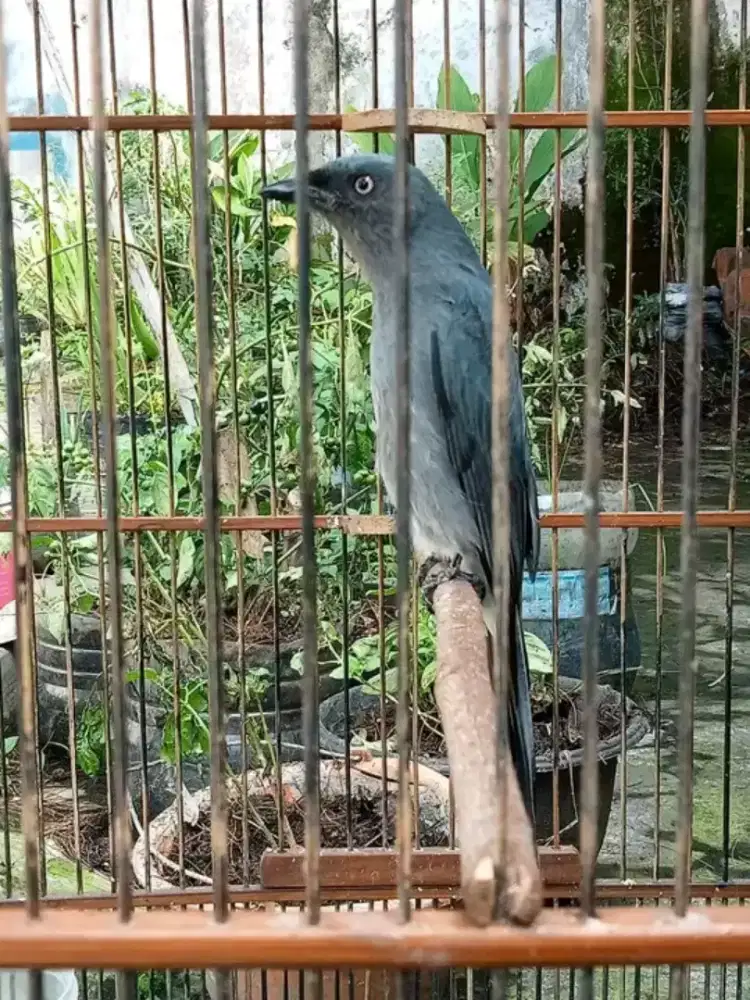 Srigunting abu mata putih pastol