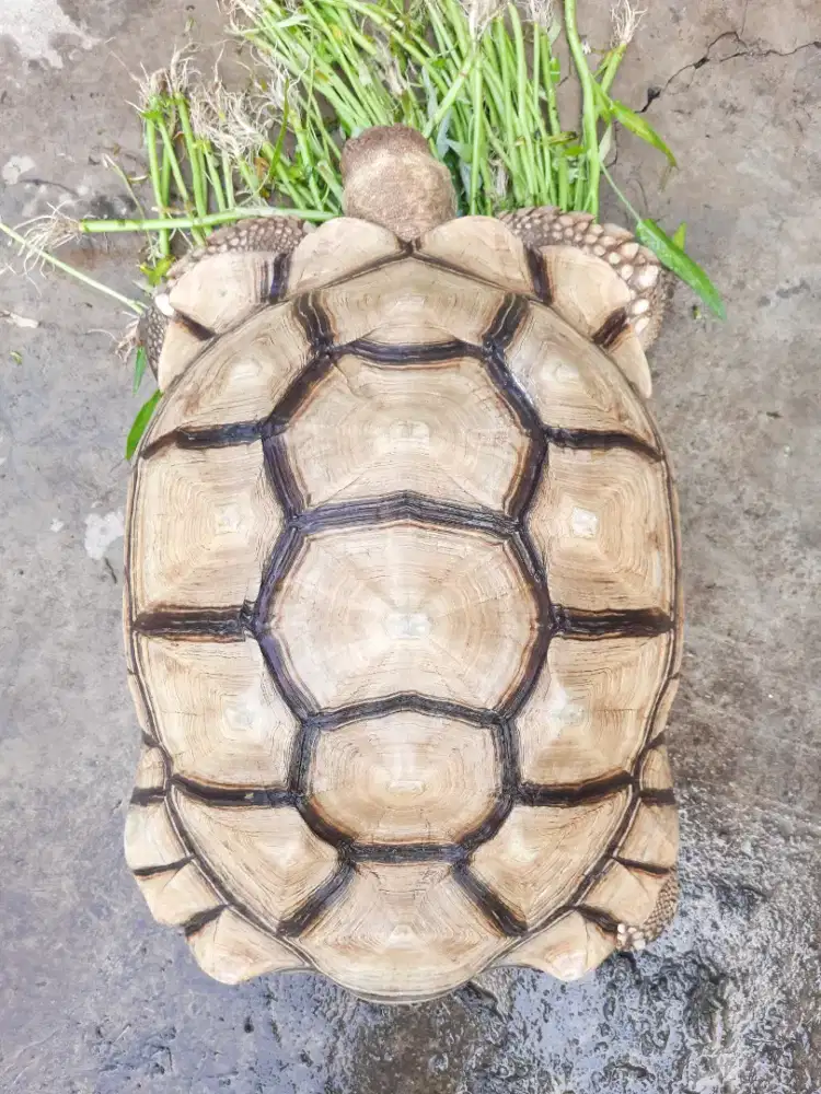 Kura sulcata 64cm (sudah kawin mulu)