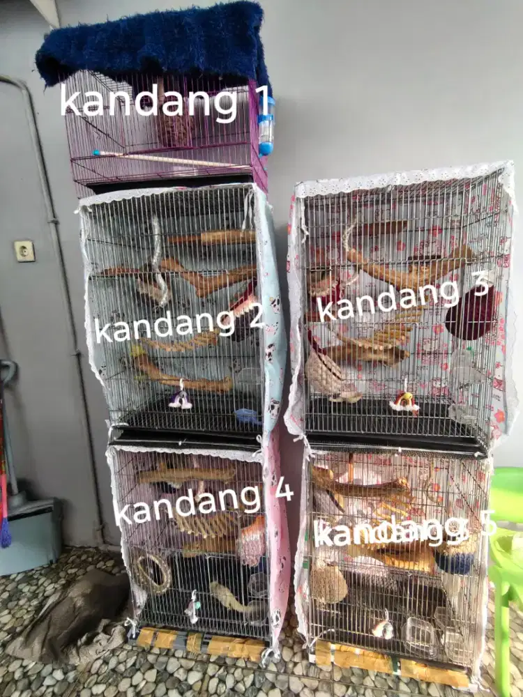 Sugar glider indukan dan joey