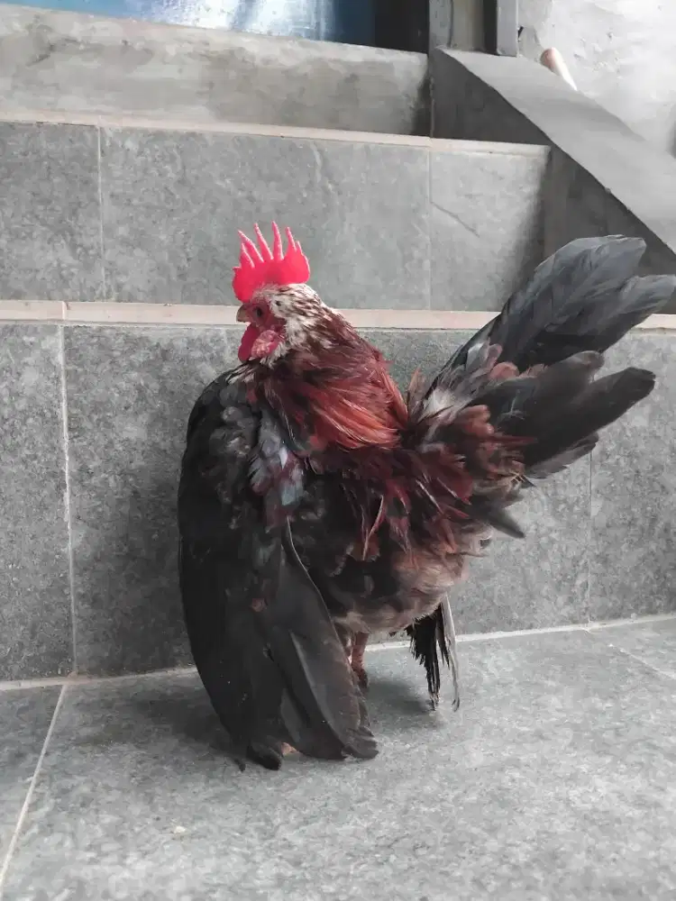 Ayam serama jantan progres
