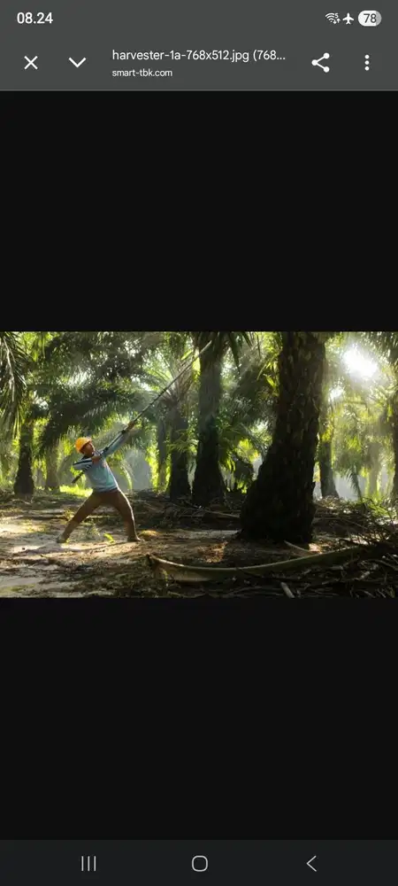 LOKER PERKEBUNAN SAWIT RESMI, GRATIS