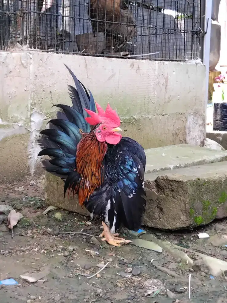 Serama jantan  indukan