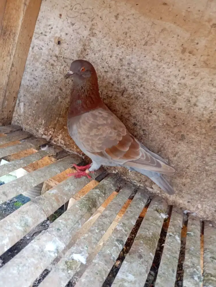 Merpati betina tinggi an lenjeh ring