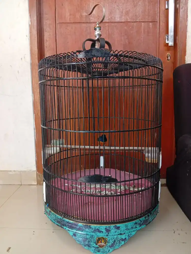 Murai medan rajin