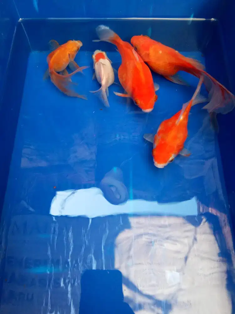 Borongan ikan tamasaba