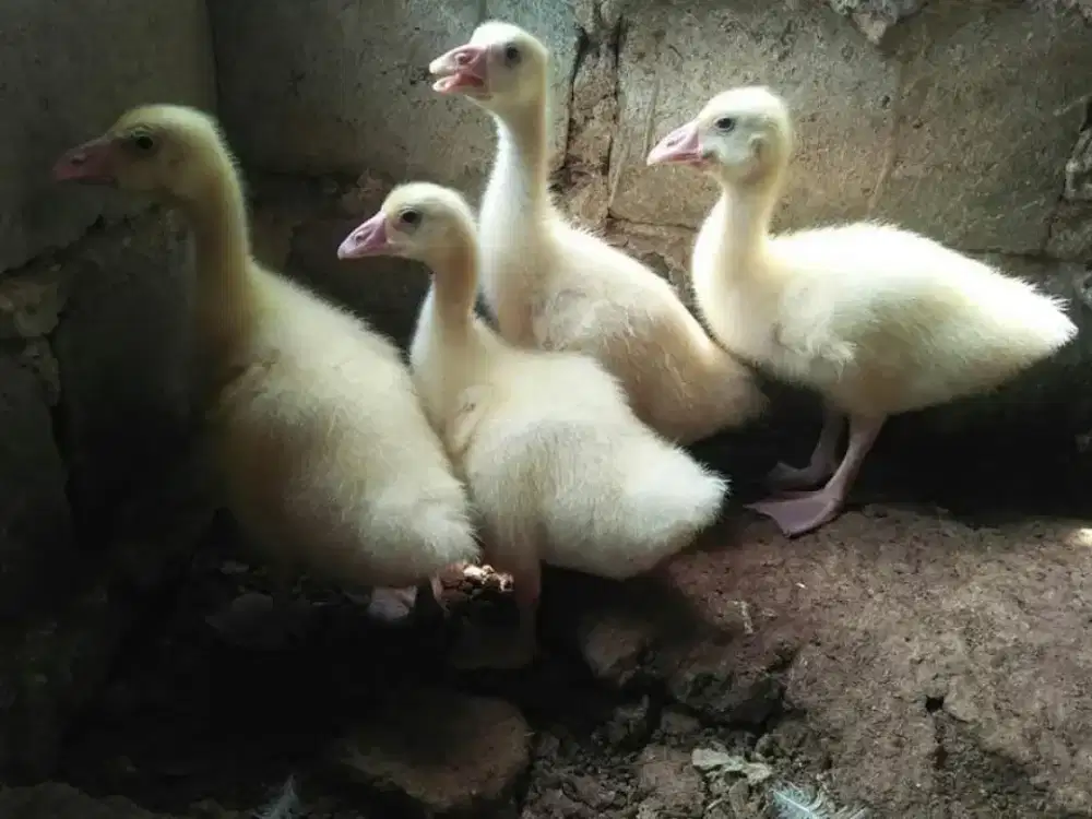 Anak soang jumbo